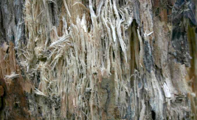 White rot on birch