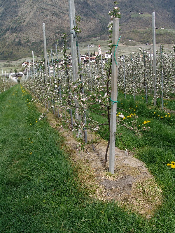 an apple orchard that uses herbicide image