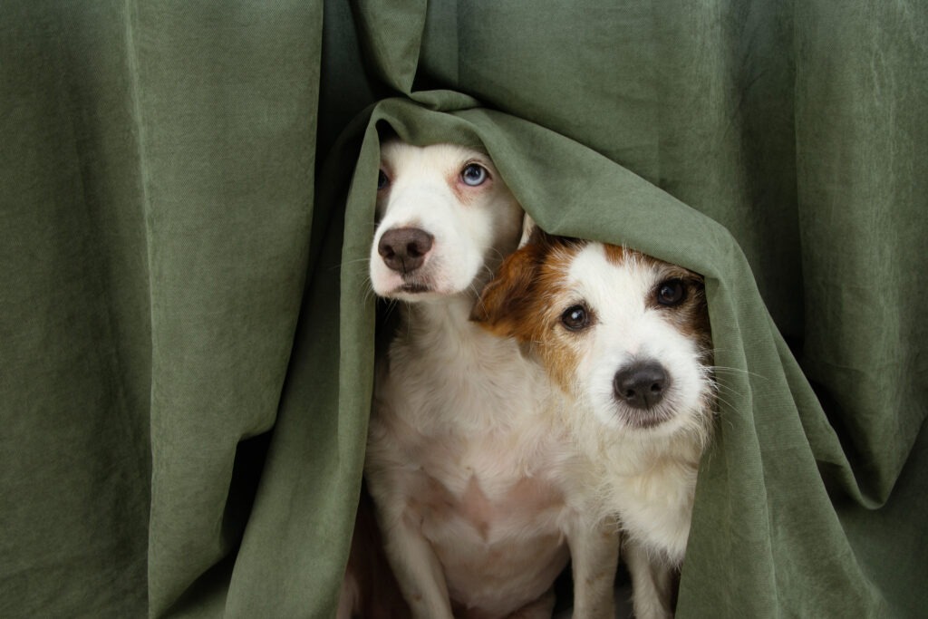 puppies were enclosed beneath a curtain image