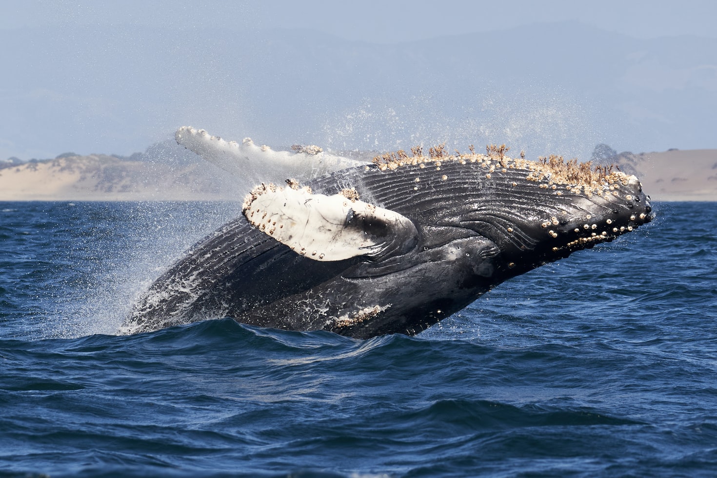 10 Things To Bring With You on Your Winter Whale Watching Trip