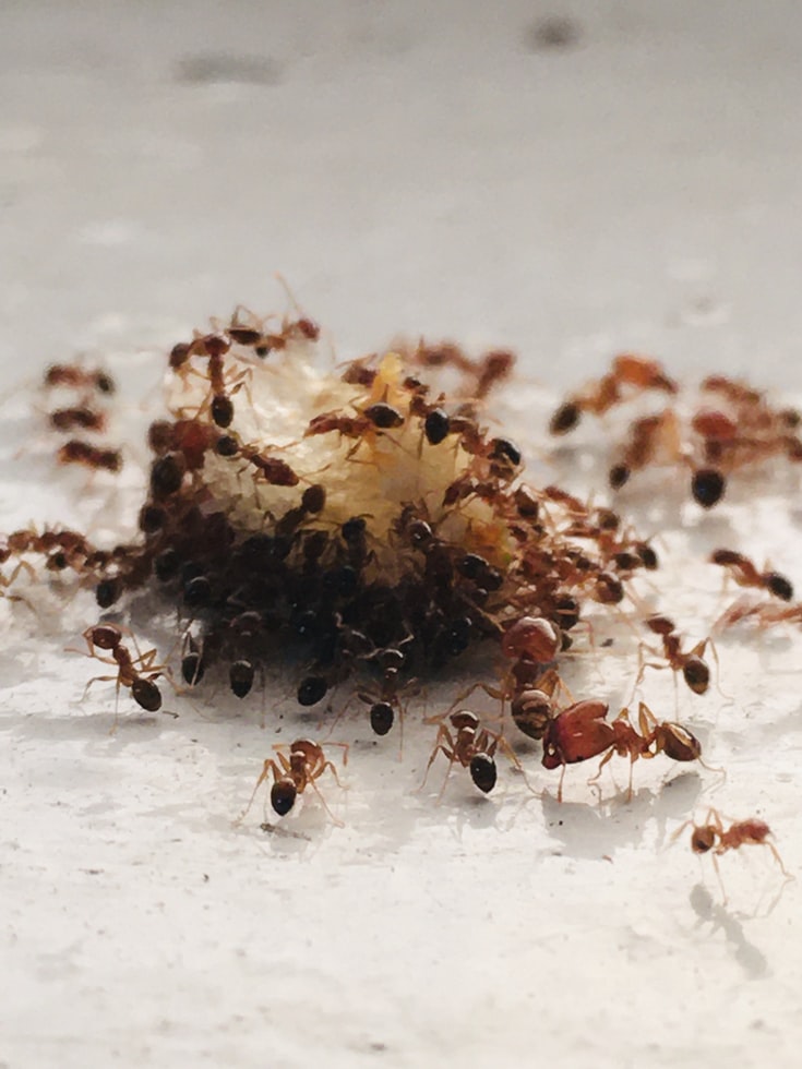 Fire Ants Essential Facts You Need To Know Including How To Kill Them