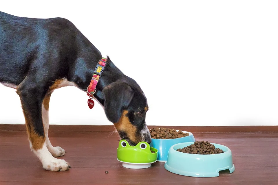 3 Things You Need To Know About Organic Dog Food