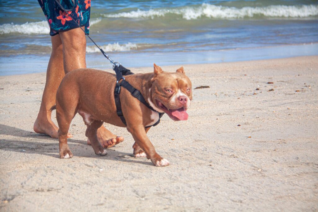  An American bully walking on the shore of the beach
