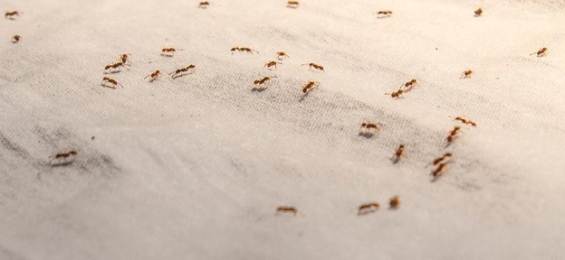 How to Prevent Ant Infestation in 4 Easy Steps