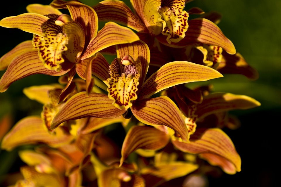 Orchids image