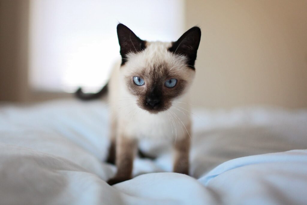 Siamese Cat image