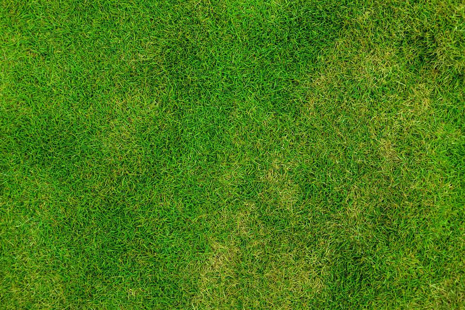 What Is Pre-Emergent Weed Control and How Can It Benefit Your Lawn