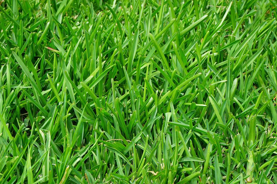When Is the Best Time to Fertilize Your Lawn