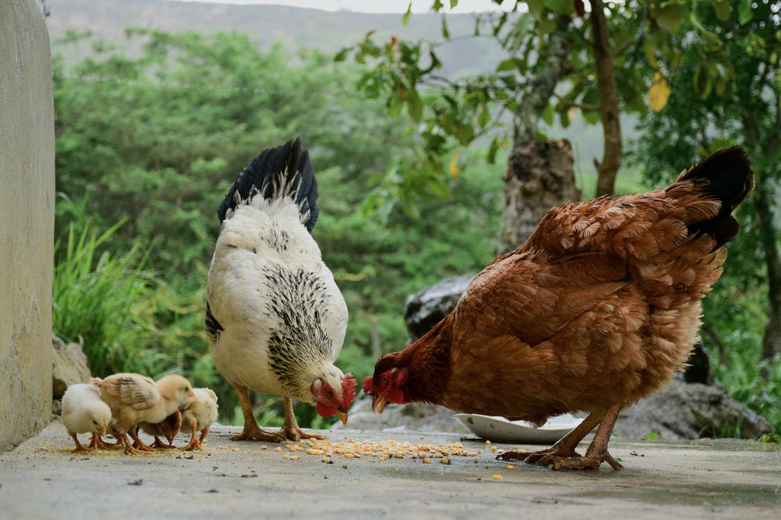 Are grubs or bugs better for chickens