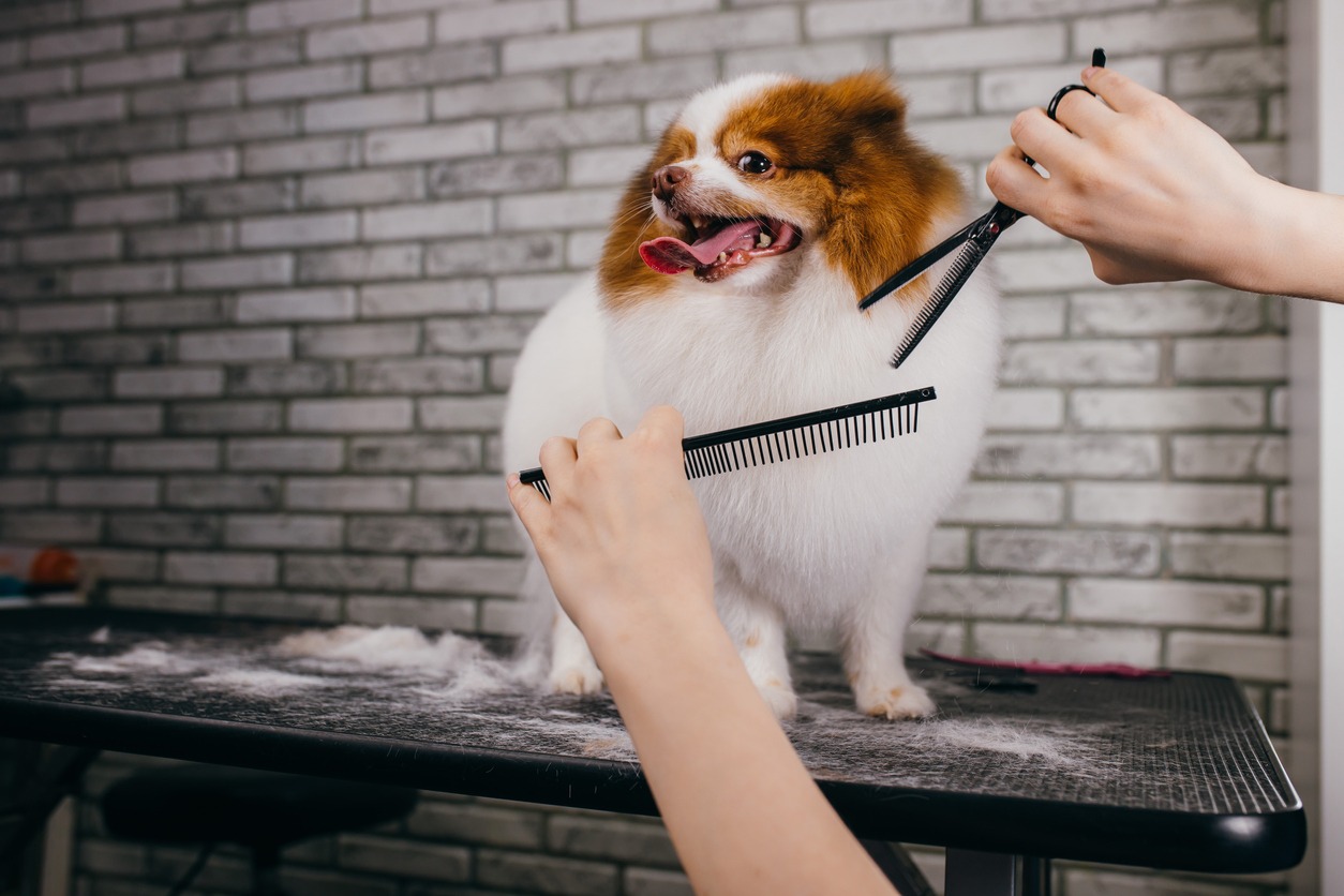 Dog Being Groomed