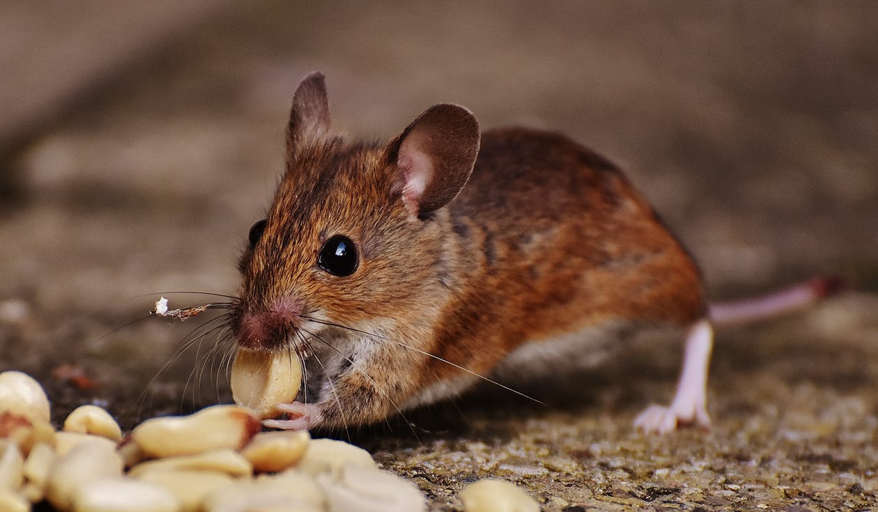 5 Signs You Need to Call Pest Control Immediately