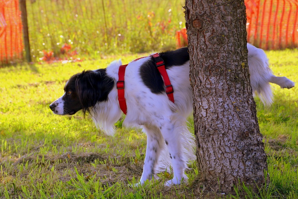 Nature Dog Animal Tree Prato Pee-pee