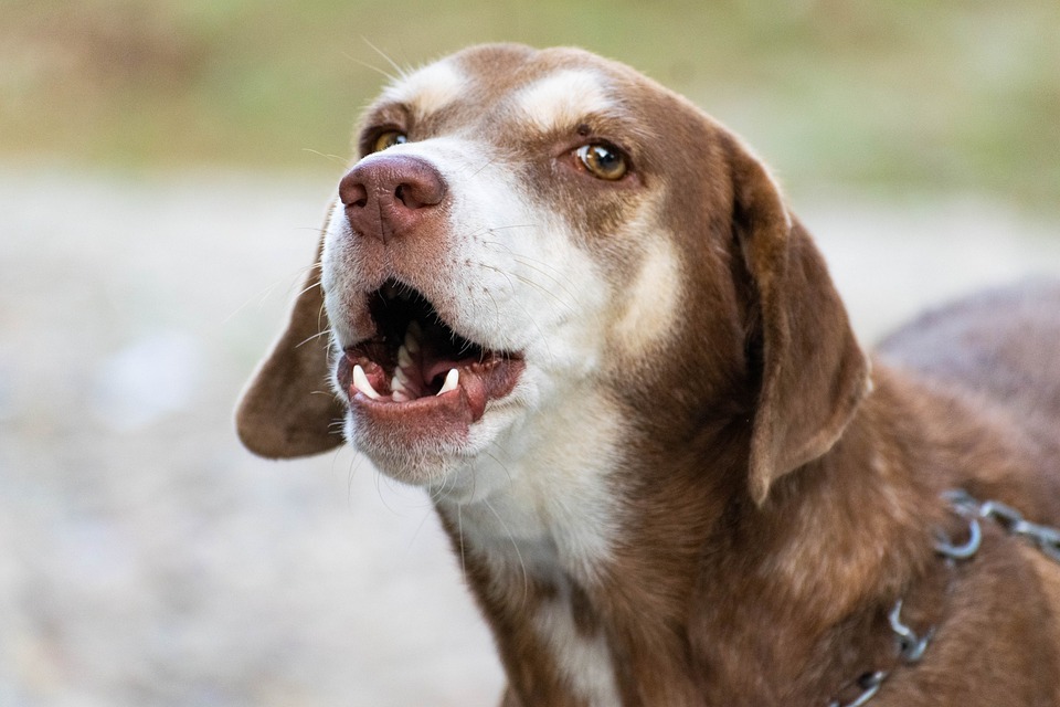 Canine Barking Dog Mammal Animal Domestic Dog Pet