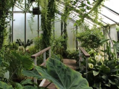 Tips for Setting Up a Greenhouse