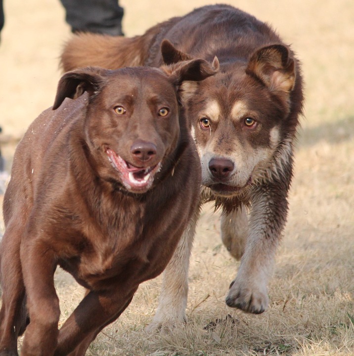 Two Fun Play Brown Labrador Dogs Chase Run