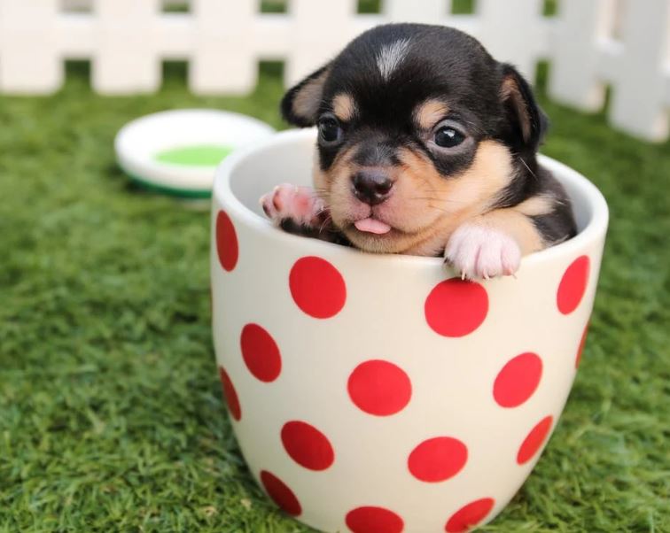 Adorable small dog in  a cup