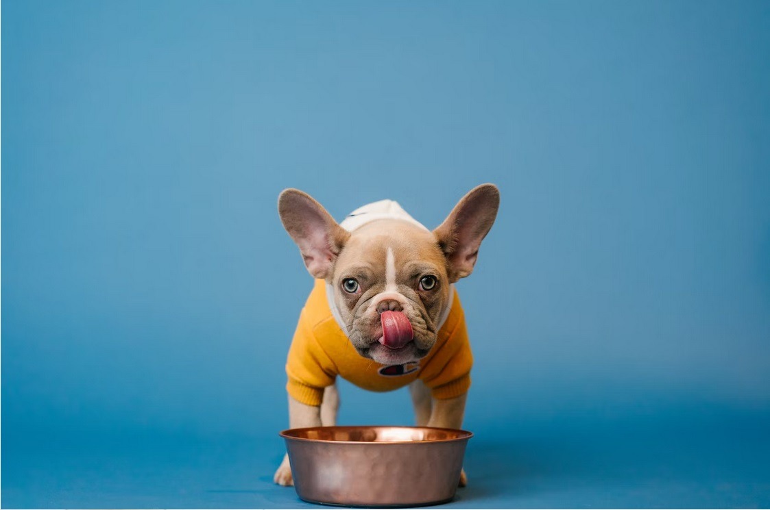 Is it healthy to feed your pup wet dog food products