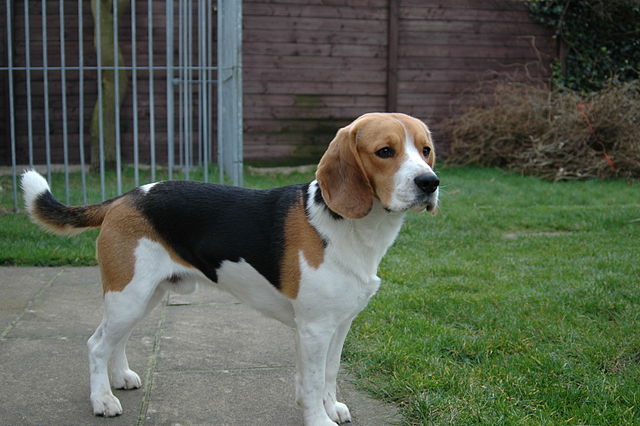 a male beagle