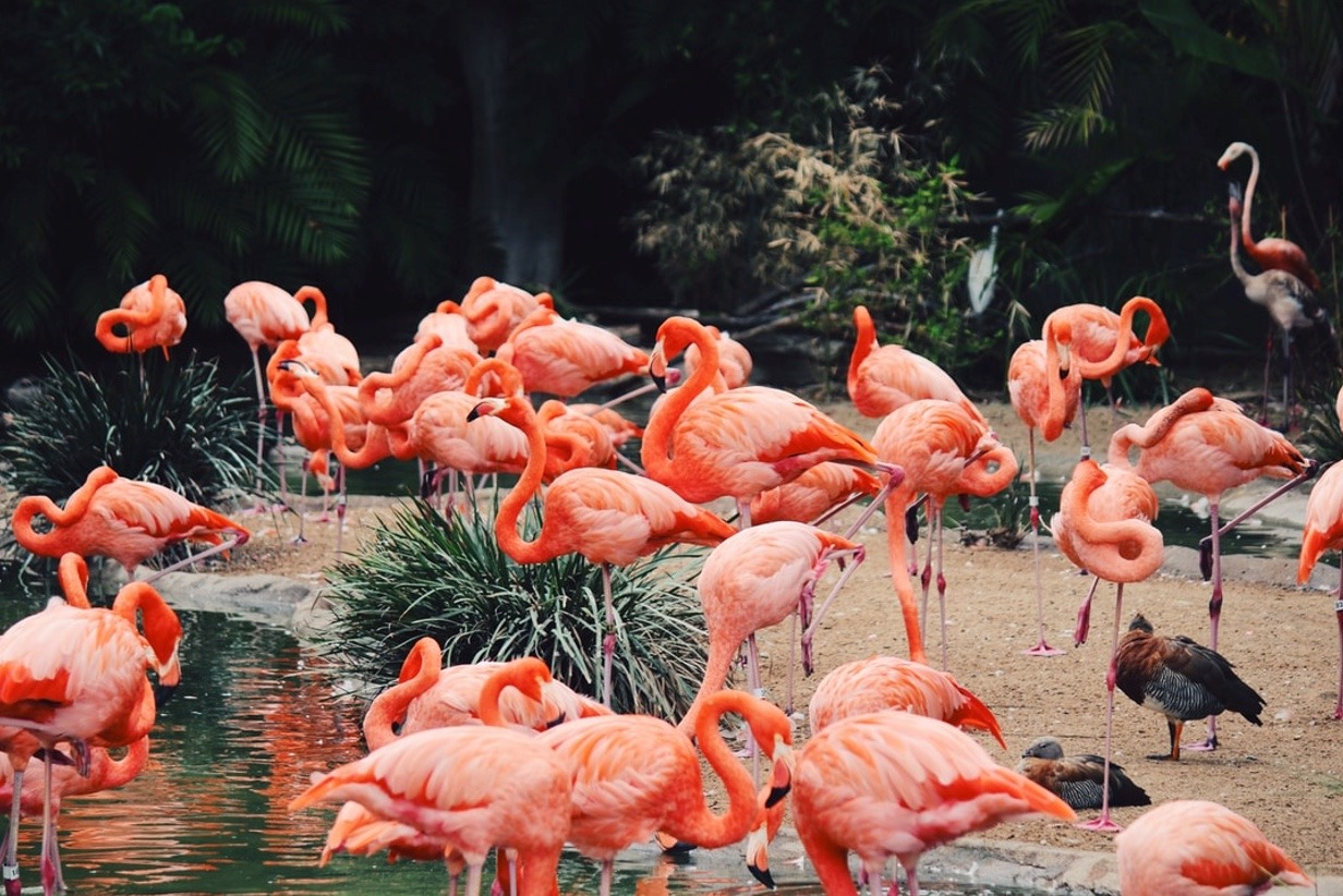 ping flamingos