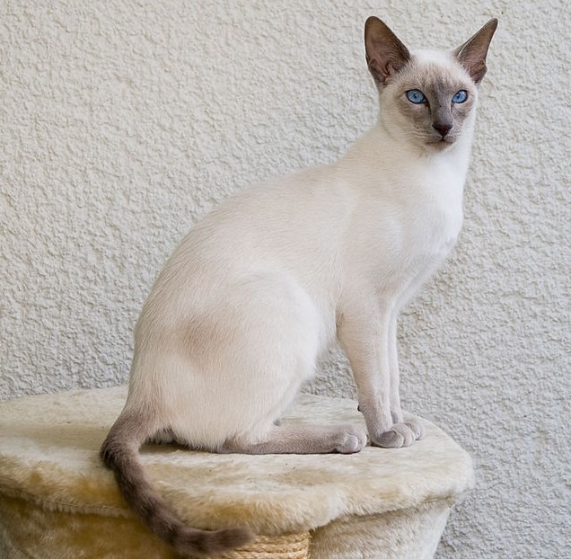 8 month-old Siamese cat, with lilac points