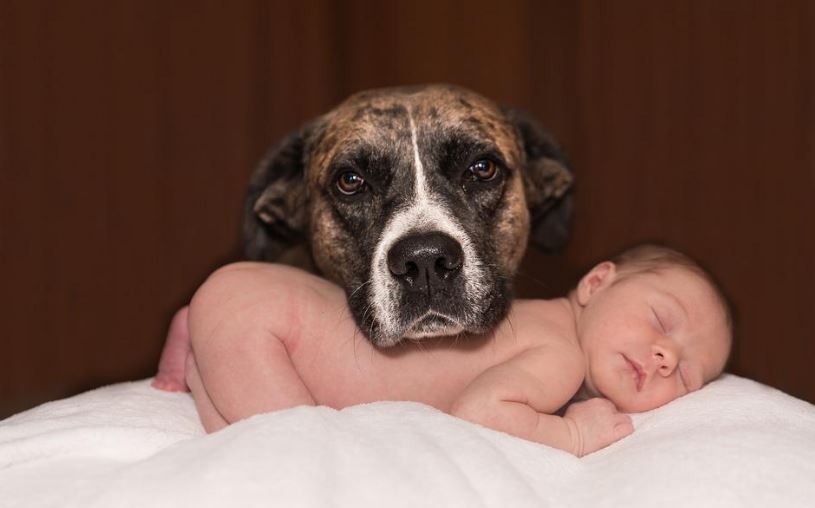 A dog and a Baby