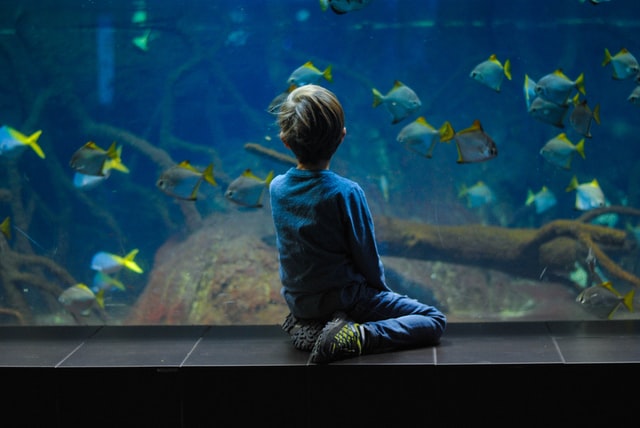 A kid watching fish inside the aquarium