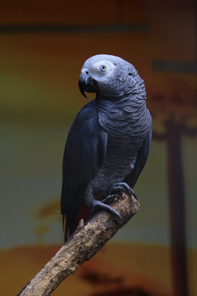 African Gray Parrot image