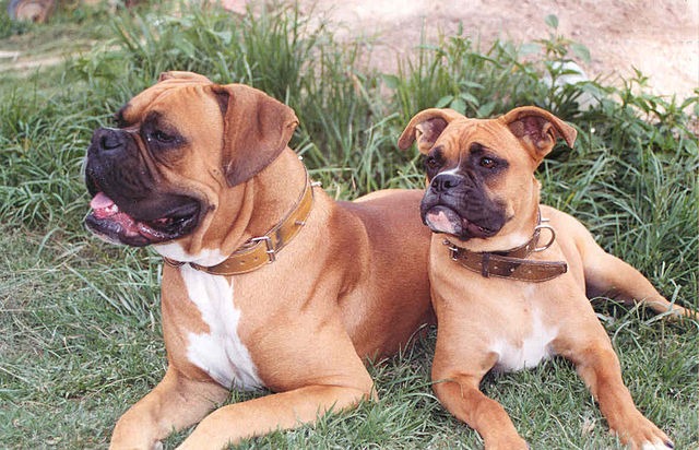 two boxer dogs