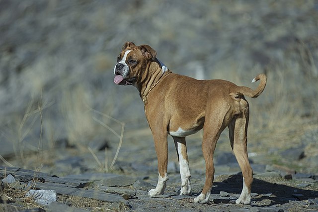 a boxer dog