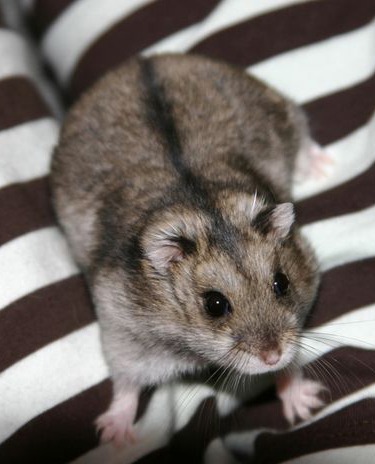 Campbell’s Dwarf Hamster