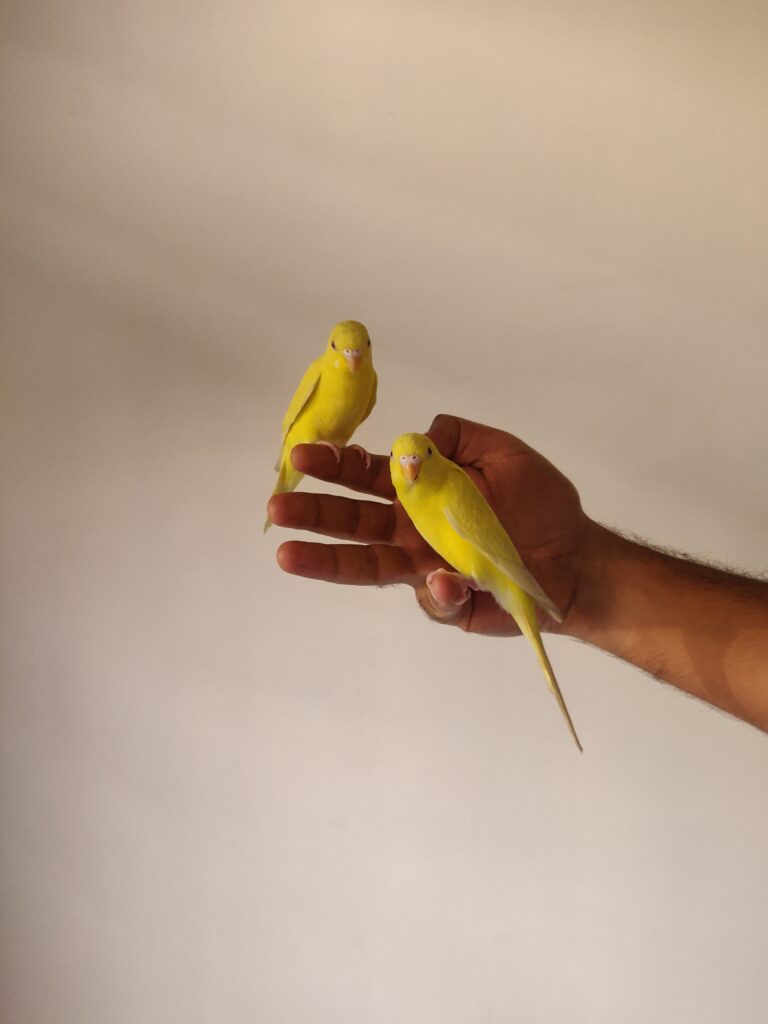 Canary image