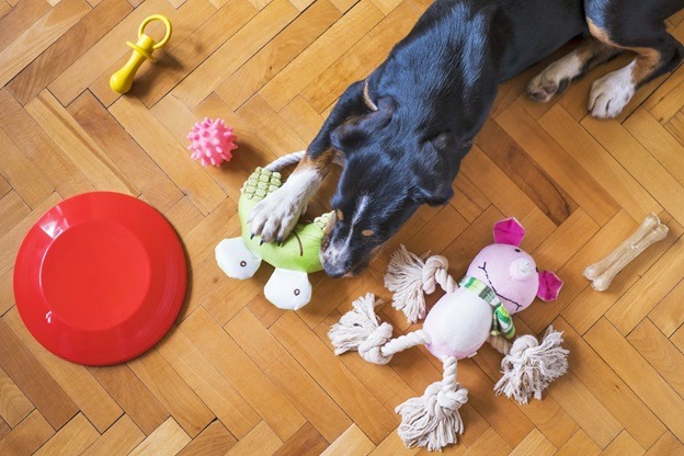 Chewing Toys For Dogs: 4 Things Owners Need to Know