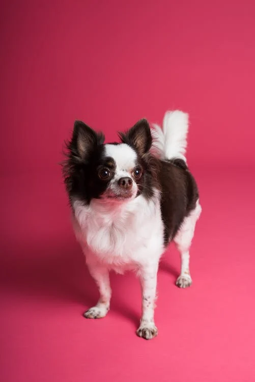 cute chihuahua in pink background