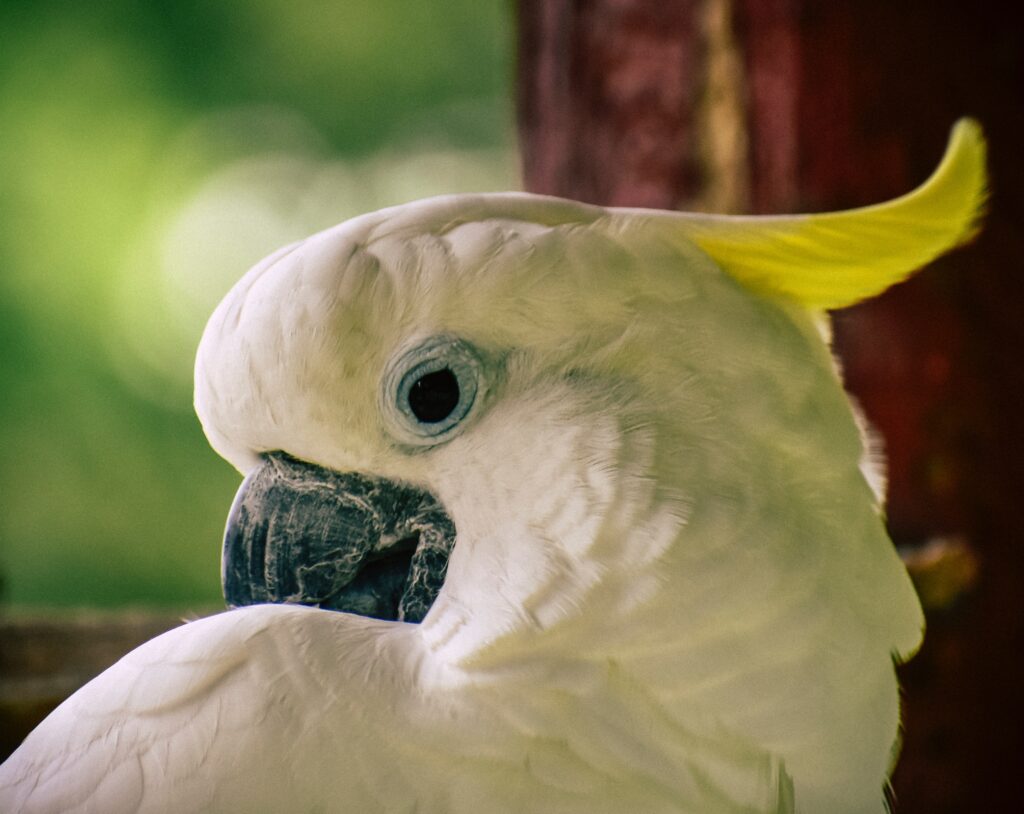 Cockatoo image