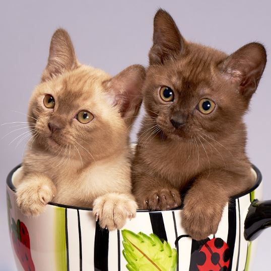 Cute Kittens in a Cup