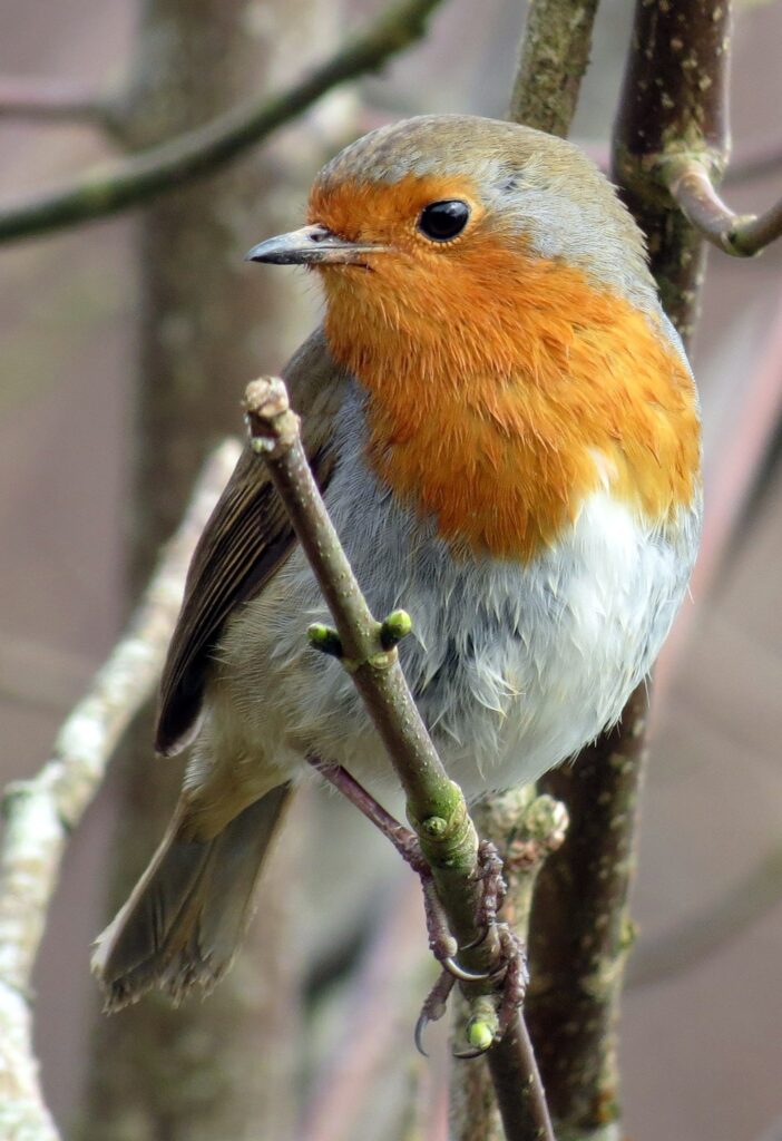European Robin Perched on a tree image