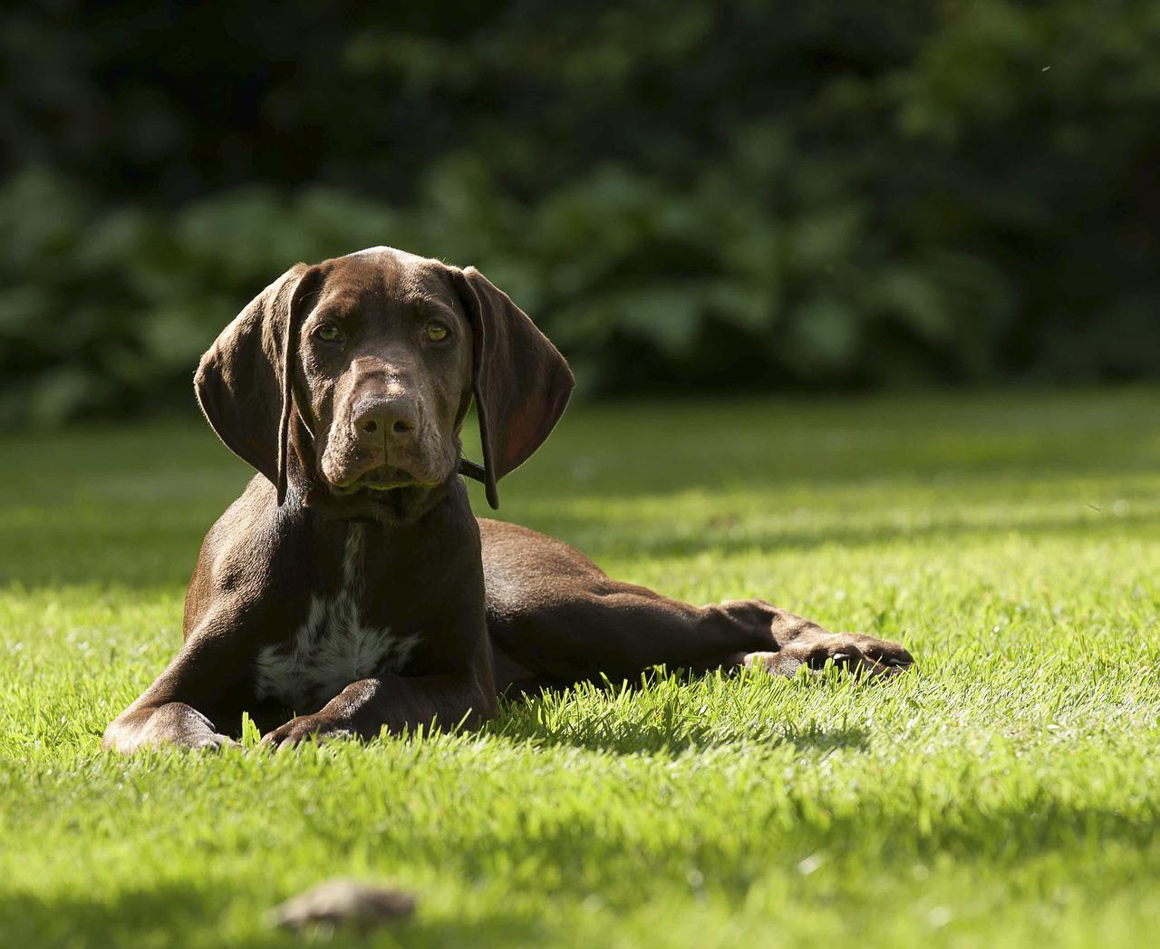 a puppy german shorthaired pointer