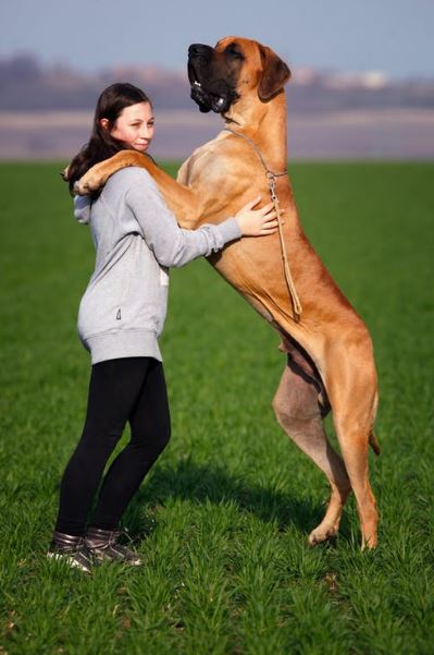 Great Dane with a girl
