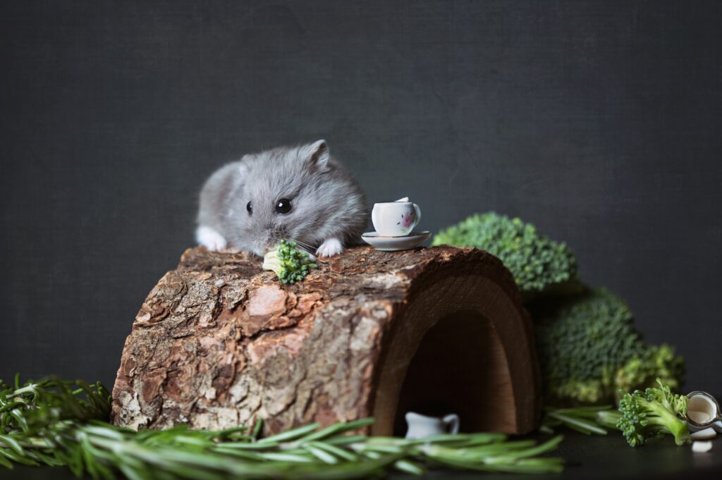 Hamster Eating dark green vegetables image