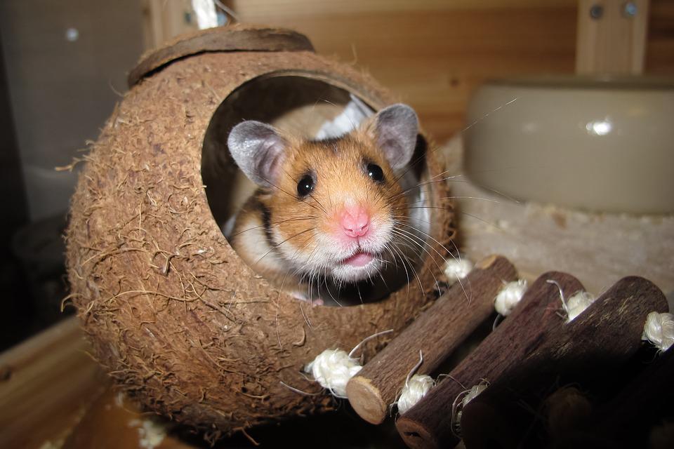 Hamster in a coconut shell