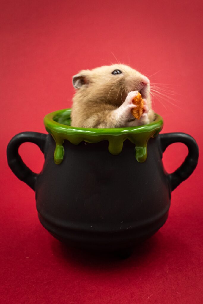 Hamster inside a jar image