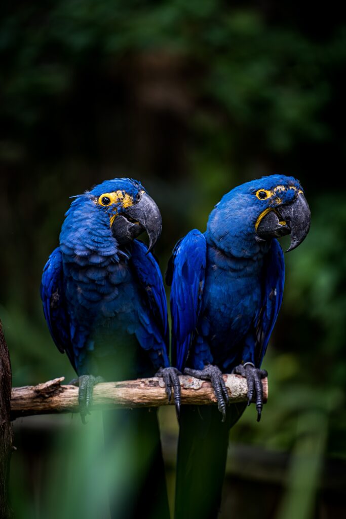 Macaw Hyacinth image