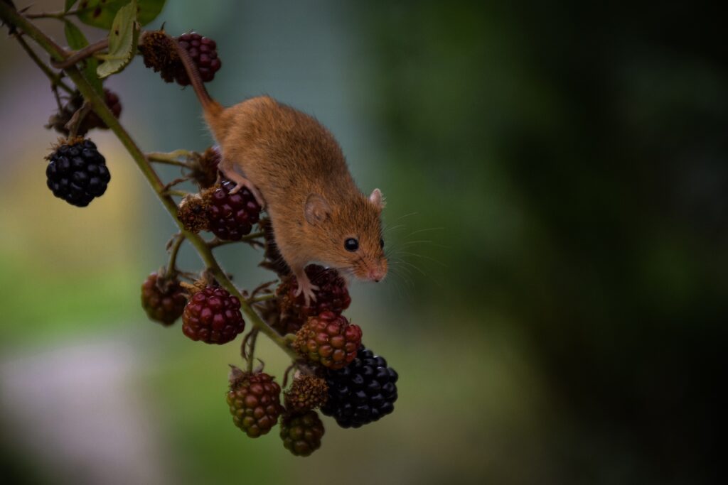 Mouse eating berries image