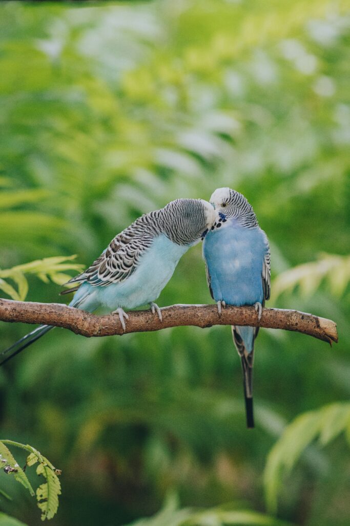 Parakeets kissing image