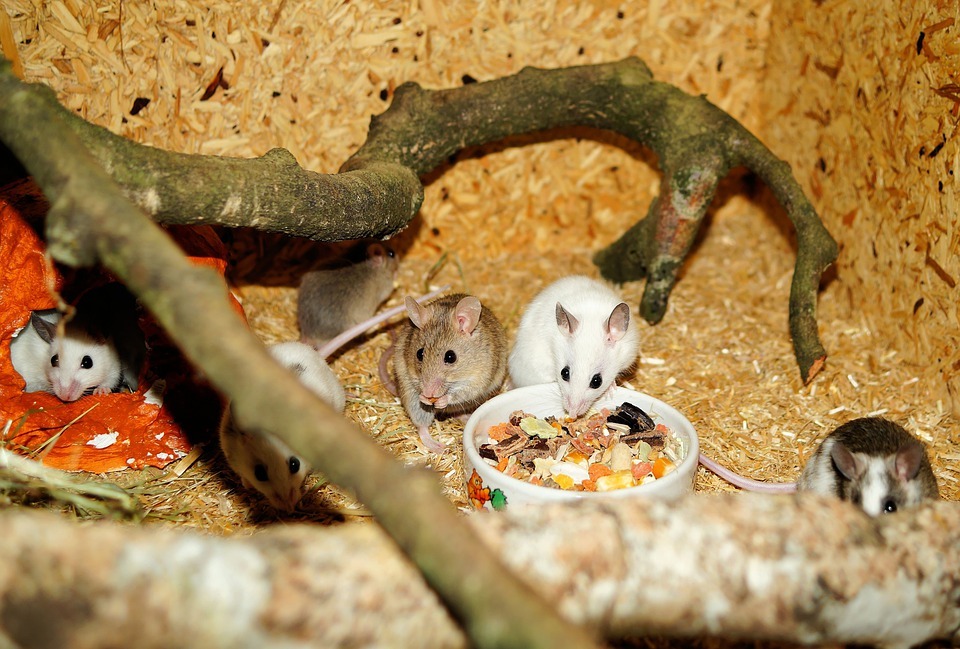 Pet mice eating