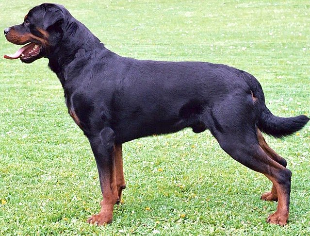 a rottweiler dog, seen from the side, standing, facing left