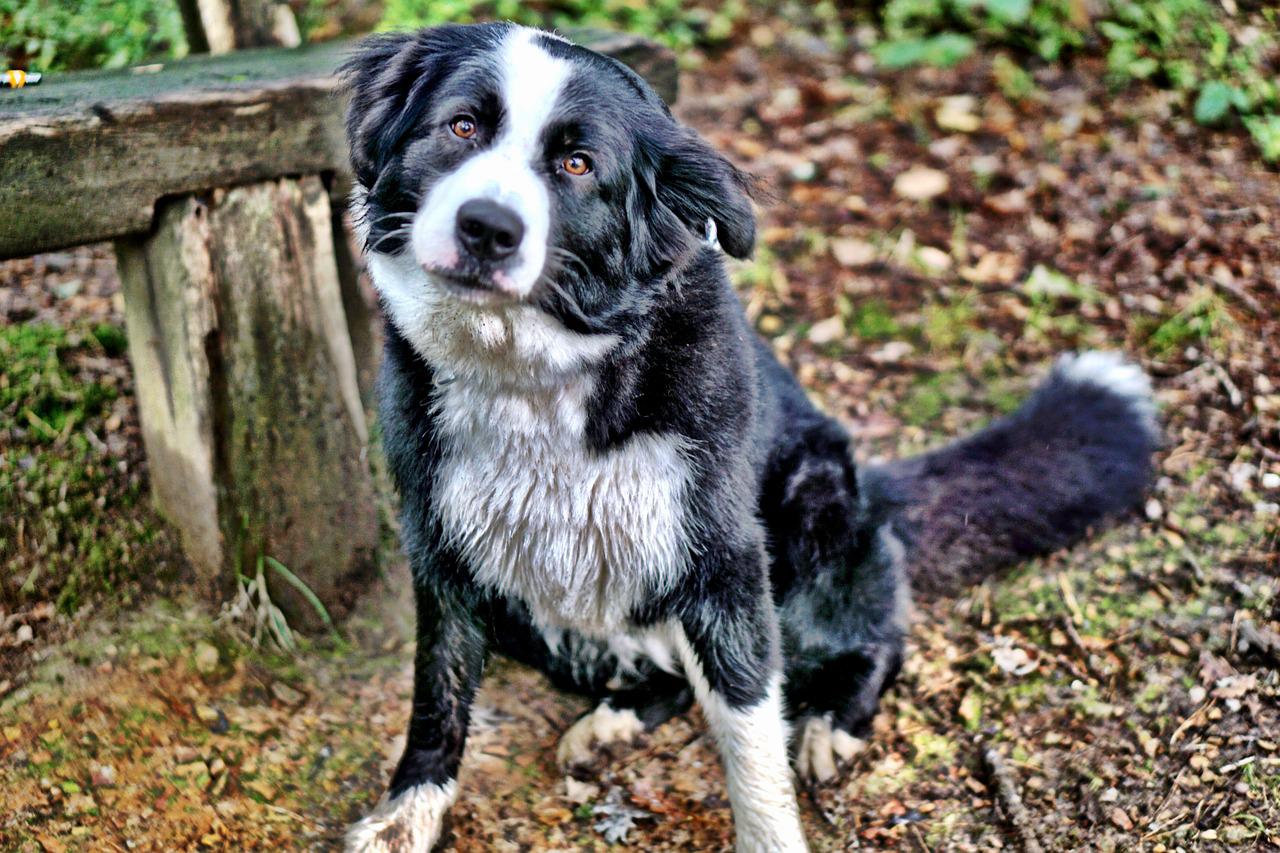 a border collie, medium size dog
