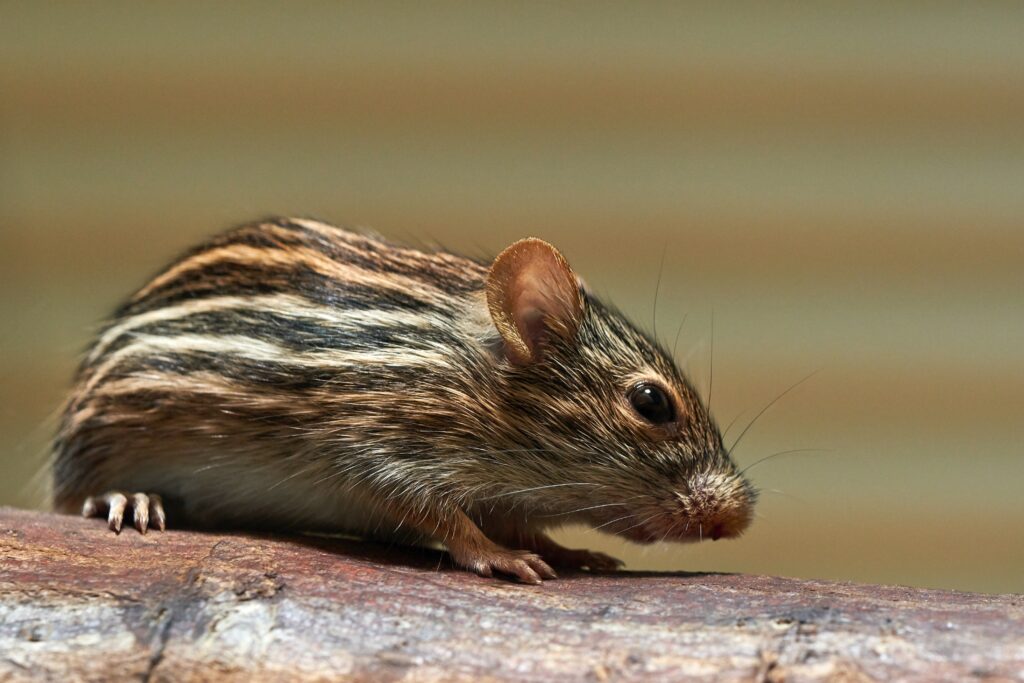 Tricolored Mouse image