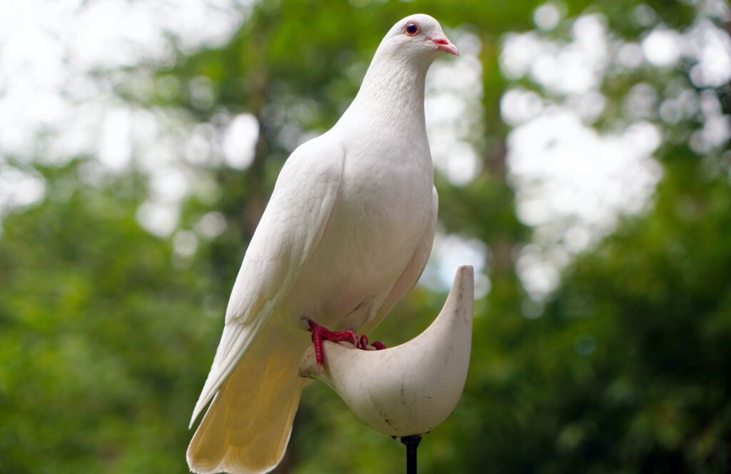 White Dove image