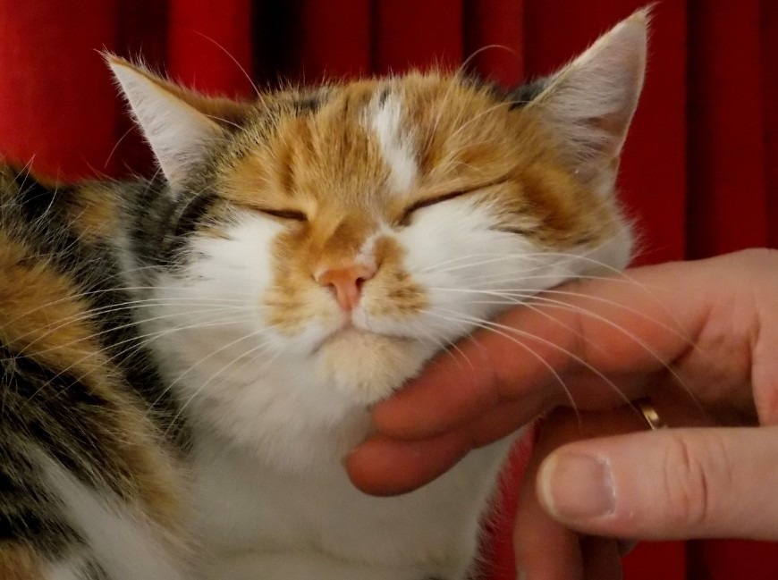 a cat being stroked by its owner